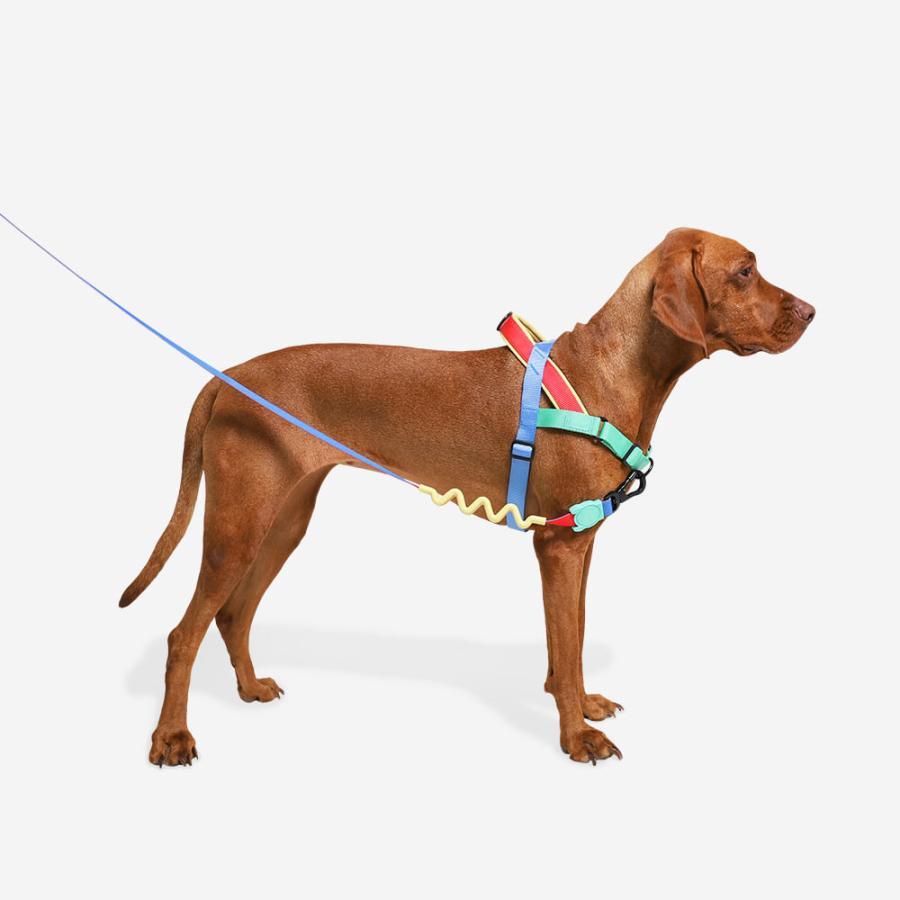 2023 ハーネス Sサイズ ソフターウォークハーネス ZEE DOG ジードッグ
