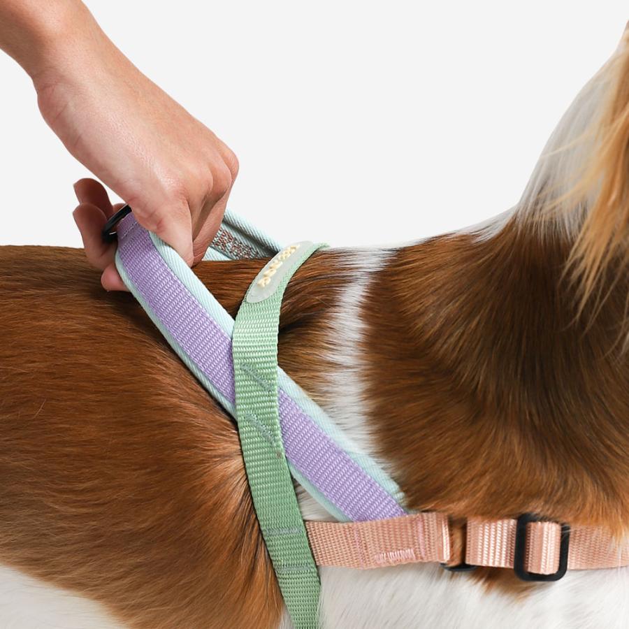 2023 ハーネス Sサイズ ソフターウォークハーネス ZEE DOG ジードッグ