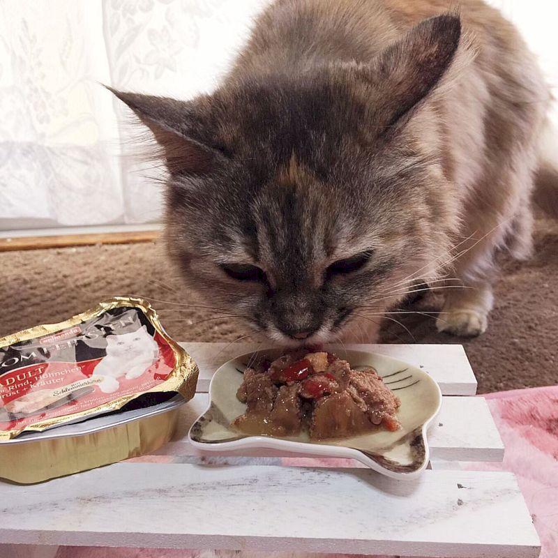 最短賞味2027.6・アニモンダ 猫 フォムファインステン グルメ(牛・鶏胸肉・ハーブ)100g 83264成猫用キャットフードANIMONDA正規品 | アニモンダ | 03