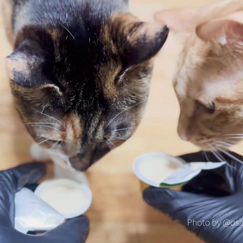 NEW 最短賞味2026.8・アニモンダ 猫用 ミルキース ミルクポーション セレクション 15g×4カップ 83419猫用おやつANIMONDA正規品 | アニモンダ | 03