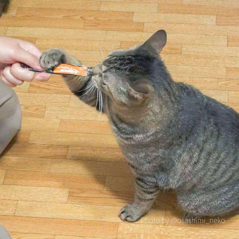 最短賞味2027.11・アニモンダ 猫 フォムファインステン スナッククリーム チキン・キャットグラス 15g×6本/83865全年齢用おやつANIMONDA正規品 | アニモンダ | 04