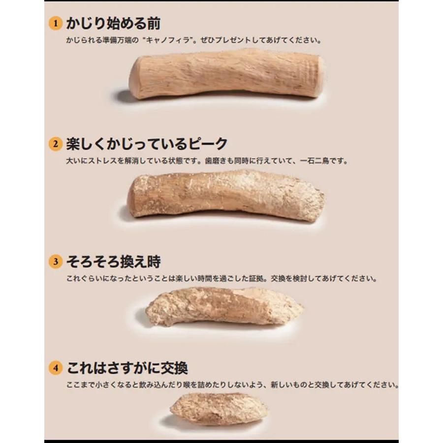 CANOPHERA キャノフィラ デンタル チュースティック １本入 サイズ L 正規品 ca51137コーヒーの木 |  | 03