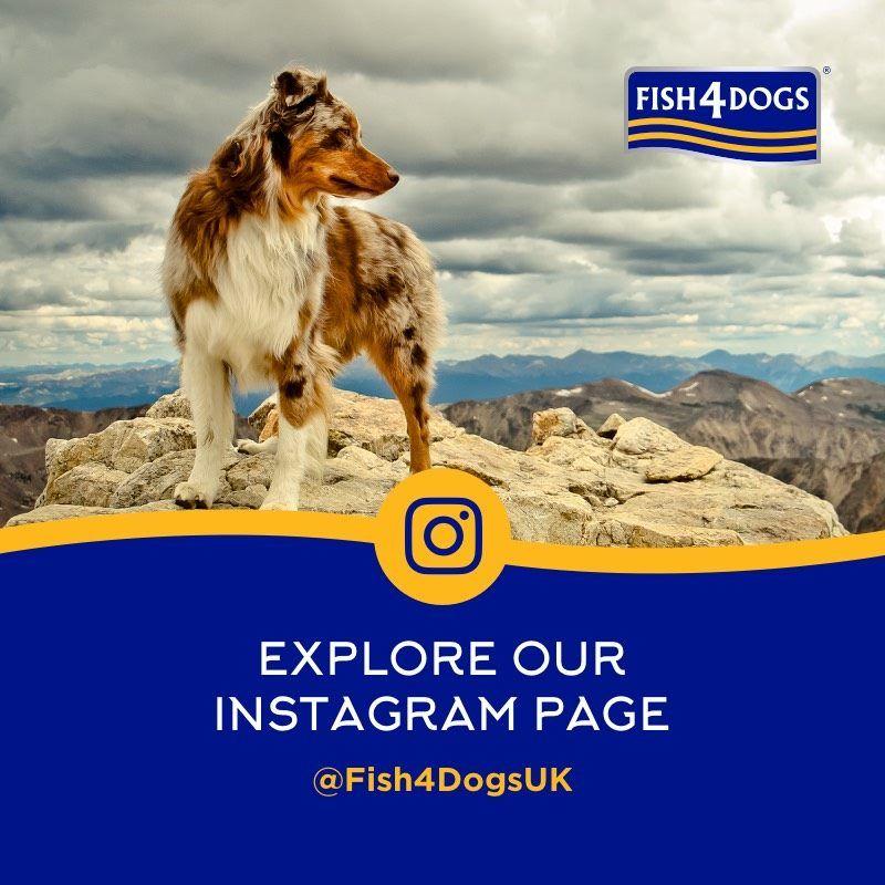 最短賞味2027.5・フィッシュ4ドッグ サーモンスティック85g犬用おやつFISH4DOGS正規品f422200 | フィッシュ4 | 06