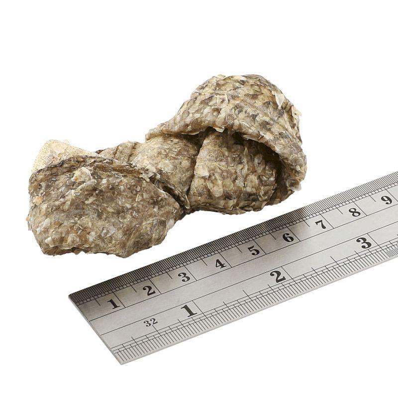 最短賞味2027.2・フィッシュ4ドッグ シージャーキー ボーン 100g 犬用おやつFISH4DOGS正規品f4d19743 | フィッシュ4 | 02