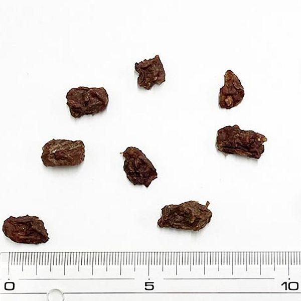 最短賞味2026.12・プライムケイズ ブラジル産 砂ずりビッツ30g 犬猫人用 おやつ トレーニングビッツ 無添加 さかい企画 Prime KS pr35768 | プライムケイズ | 01