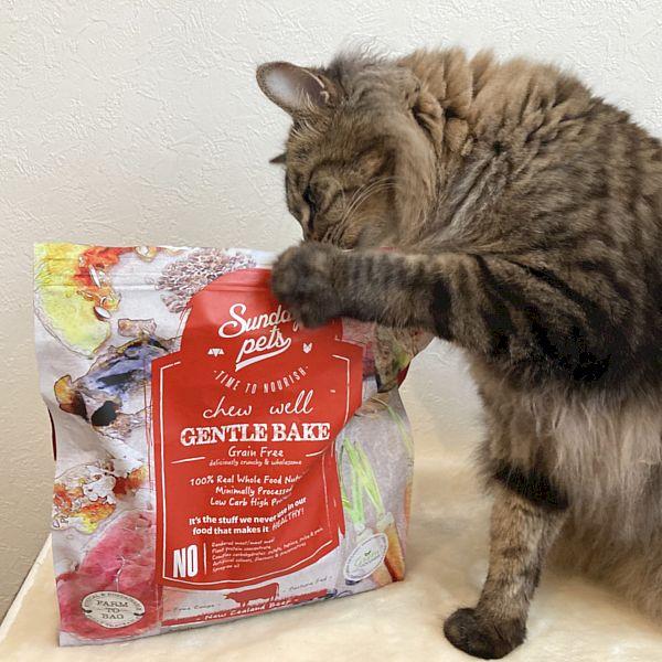 最短賞味2026.9.28・サンデーペッツ 猫 ジェントルベイク ビーフ ウイズ トライプ1.3kg成猫用キャットフードsp37186正規品 | Sunday Pets | 04