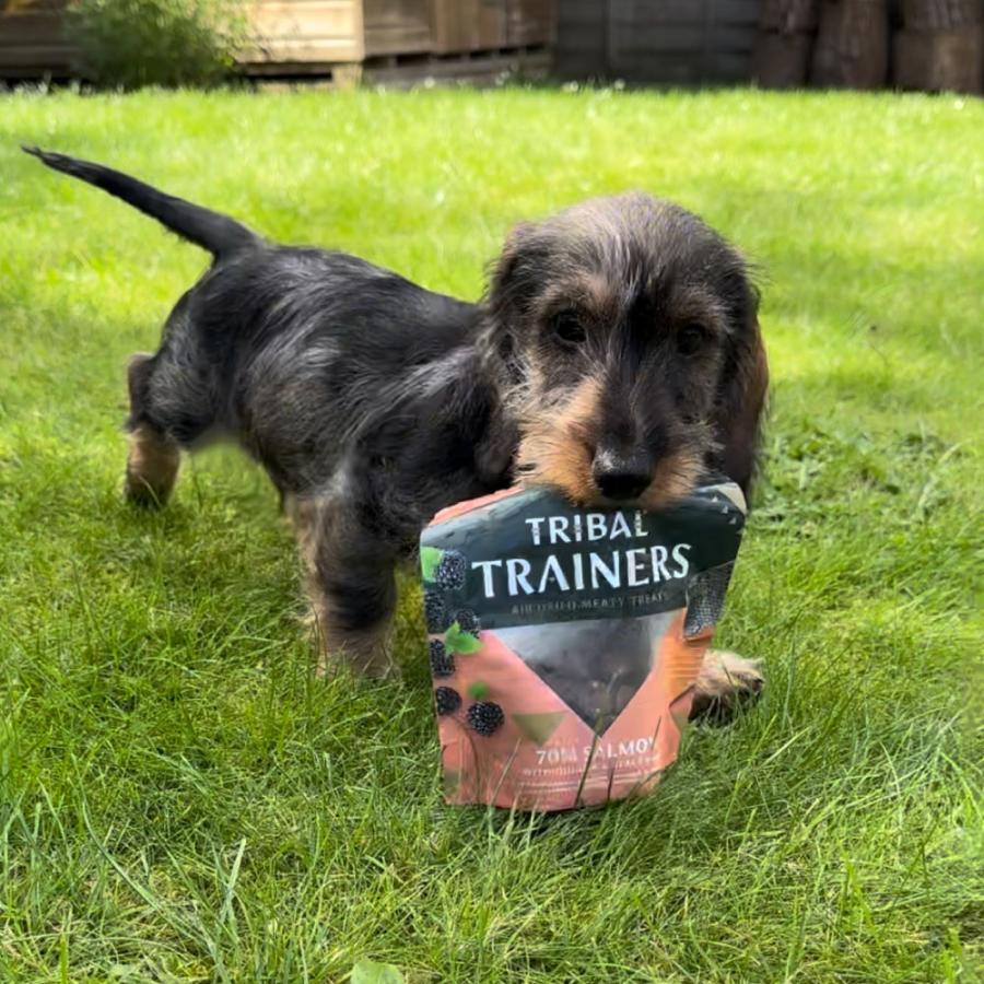 最短賞味2026.12・トライバル エアドライトリーツ サーモン80g 犬用おやつtr12868 |  | 02
