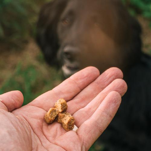 最短賞味2026.8・トライバル エアドライトリーツ トラウト80g 犬用おやつtr12875 |  | 03