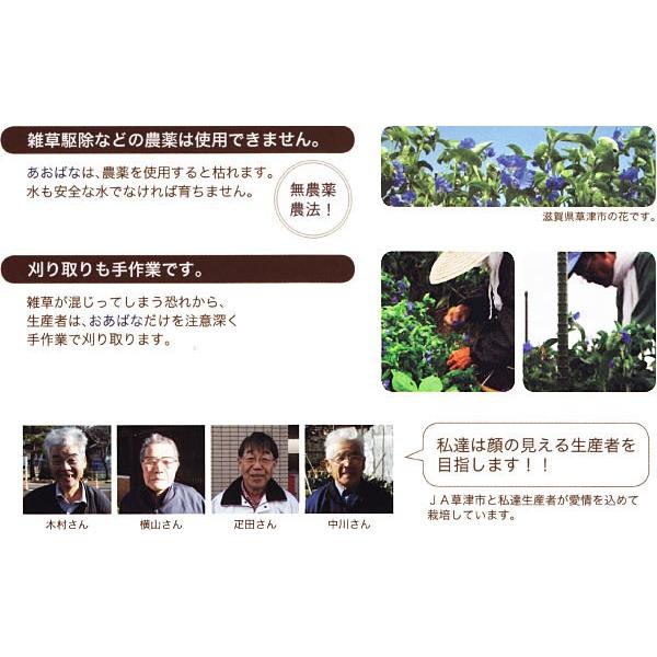 青汁 国産 あおばな青汁 青花青汁 あおじる アオジル 健康補助食品