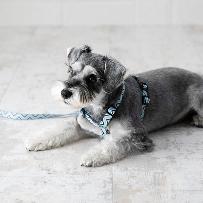 今なら本革製ネームタグプレゼント 日本製 犬 犬用 ハーネス リード セット お揃い ラグジュアリーシリーズ かわいい おしゃれ 犬具 胴輪 小型犬 中型犬 ナコル |  | 06