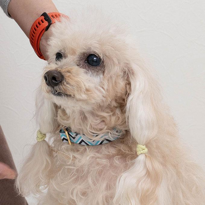 今なら本革製ネームタグプレゼント 日本製 犬 犬用 首輪 単品 ラグジュアリーシリーズ かわいい おしゃれ お揃い 犬具 胴輪 小型犬 中型犬 ナコル |  | 09