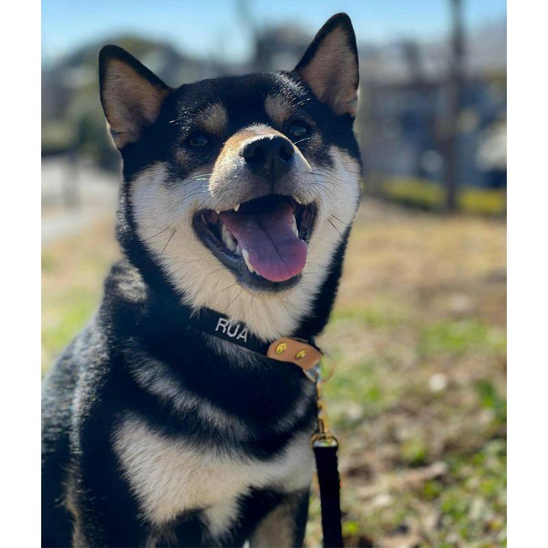 無料名入れ 刺繍 犬 首輪 犬用 おしゃれ　かわいい　小型犬　中型犬 犬の首輪　シンプル  日本製 ナコル |  | 15