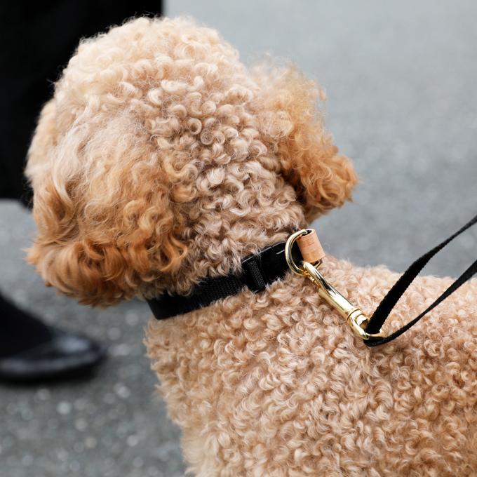 無料名入れ 刺繍 犬 首輪 犬用 おしゃれ　かわいい　小型犬　中型犬 犬の首輪　シンプル  日本製 ナコル |  | 03