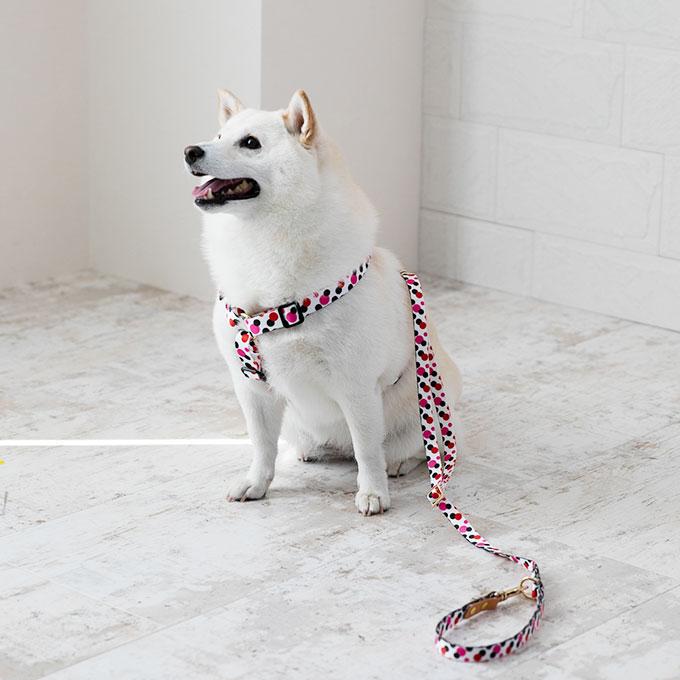 今なら本革製ネームタグプレゼント 日本製 犬 犬用 リード 単品 ラグジュアリーシリーズ かわいい おしゃれ お揃い 犬具 胴輪 小型犬 中型犬 ナコル |  | 07