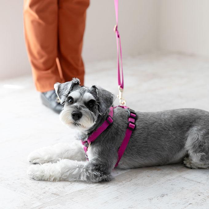 今なら本革製ネームタグプレゼント 日本製 犬 犬用 リード 単品 スタイリッシュシリーズ シンプル 上品 おしゃれ お揃い 犬具 胴輪 小型犬 中型犬 ナコル |  | 03