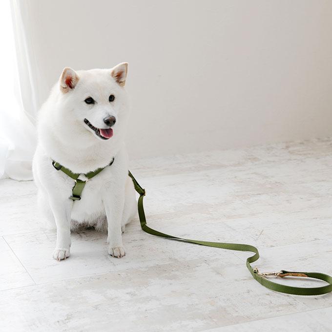 今なら本革製ネームタグプレゼント 日本製 犬 犬用 ハーネス リード