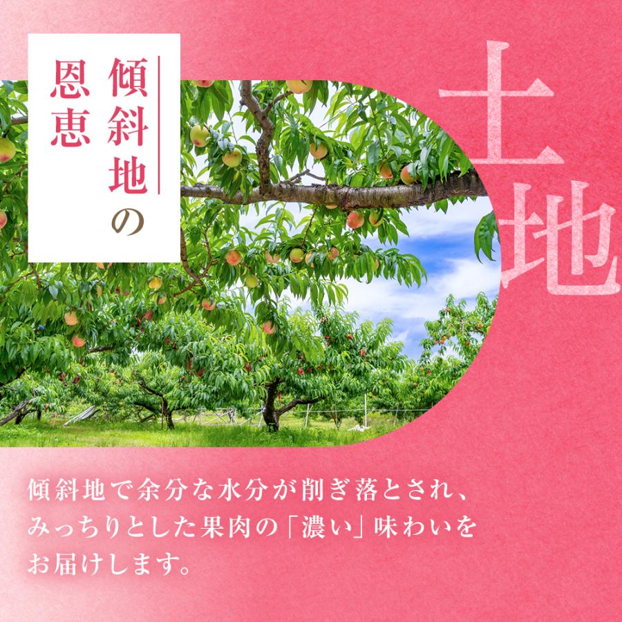 桃 福島 ミスピーチ 特秀品 白桃系 硬めの晩成種 1箱6-7玉入 約2kg 8月18日-9月12日頃発送 ギフト もも モモ 果物 フルーツ 日付指定不可 同梱不可 沖縄不可 |  | 07