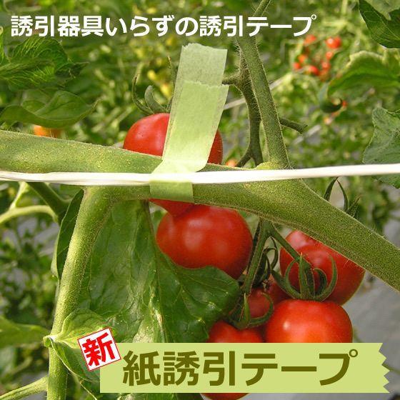 ナス 誘引テープ 農業資材 の商品一覧 農業用 業務 産業用 Diy 工具 通販 Yahoo ショッピング