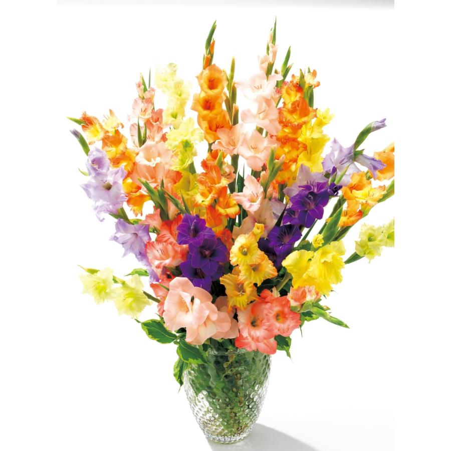 新しいコレクション グラジオラス混合 送料無料 ５０球 １０球 ５袋 1球あたりわずか44円 Originaljustturkey Com