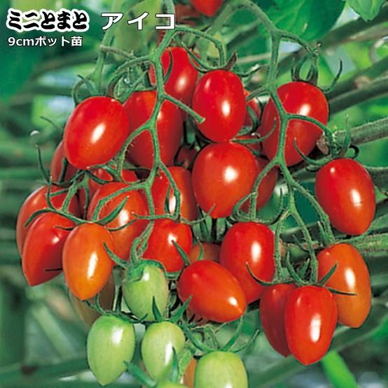 実生 公式通販 ミニトマト 特価キャンペーン 9cmポット苗 アイコ