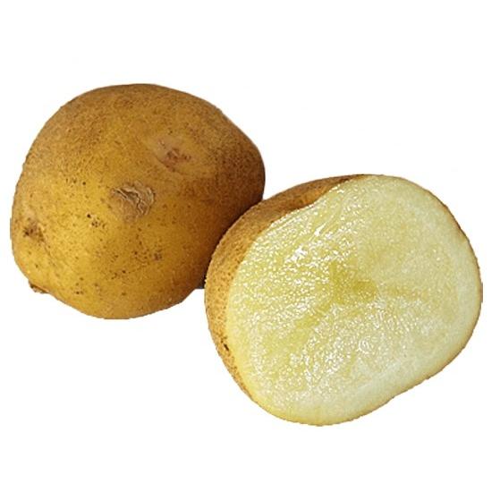 じゃがいも キタアカリ 種芋 500g ジャガイモ L〜Sサイズ : なえ屋の