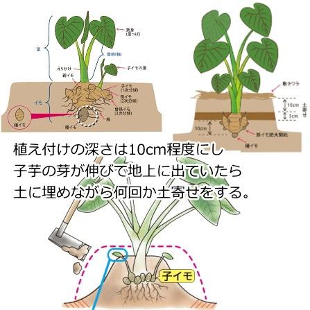里芋 芽出し サトイモ 種芋 の記録 里芋の芽出し 畑と発泡スチロールのトロ箱 シャンティさんの日記 By 菜園ナビ Stg Origin Aegpresents Com