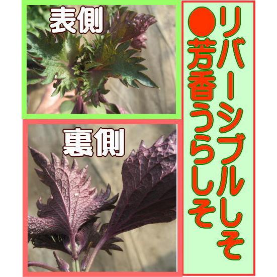 赤シソ 芳香うら赤しそ 9cmポット苗|naeyanohaba|02