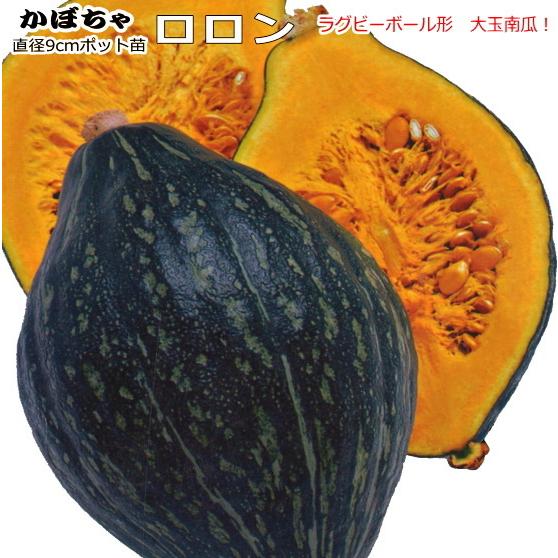 90円 入手困難 かぼちゃ ロロン 9cmポット苗 カボチャ
