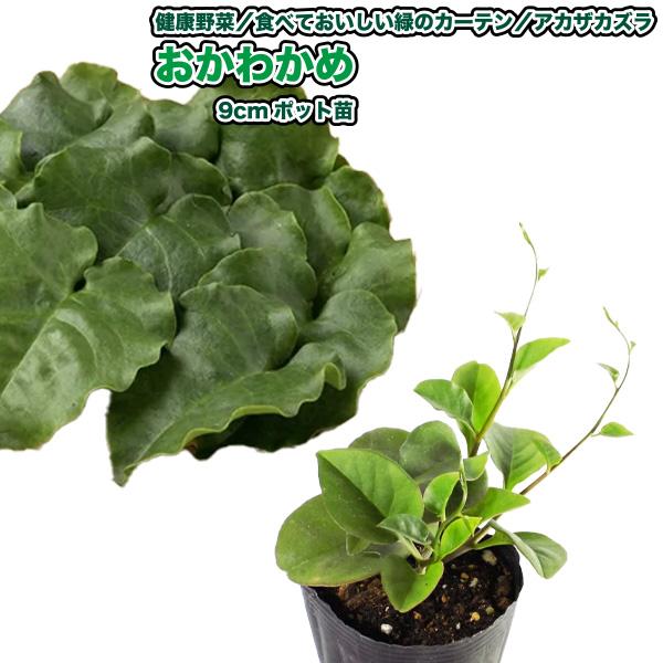 ①「 おかわかめ 」の 苗 3株【 野菜 苗 】 オカワカメ 雲南百薬