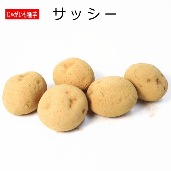 じゃがいも サッシー 種芋 500g ジャガイモ L〜Sサイズ（Yahoo!・なえ屋の羽場）