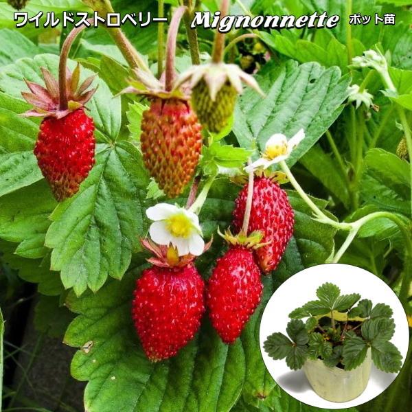 ワイルドストロベリー Mignonnette 9cmポット苗 イチゴ Sugarres Lk