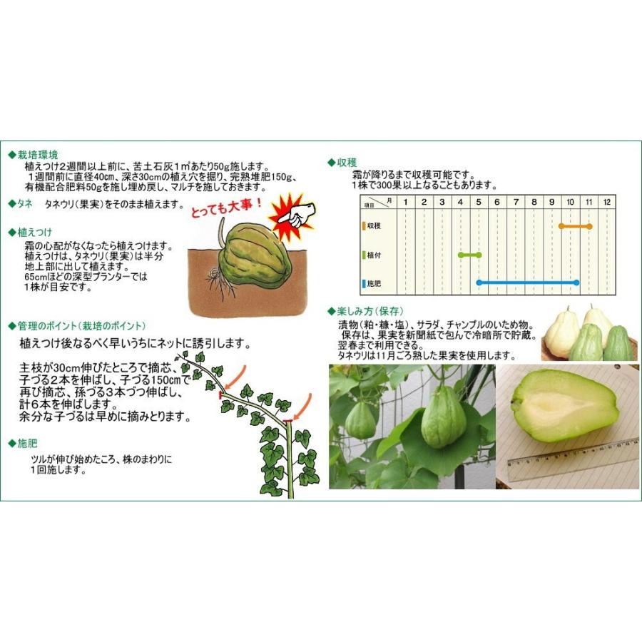 はやとうり 種子 緑 １個 千成瓜 センナリウリ Chayote チャヨテ ハヤトウリ なえ屋の羽場 通販 Yahoo ショッピング