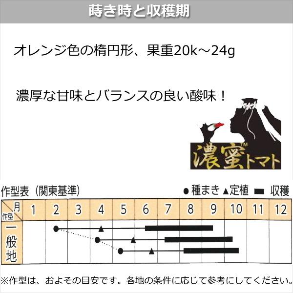 実生 ミニトマト 濃密トマト オランジェ 10.5cmポット苗｜naeyanohaba｜06