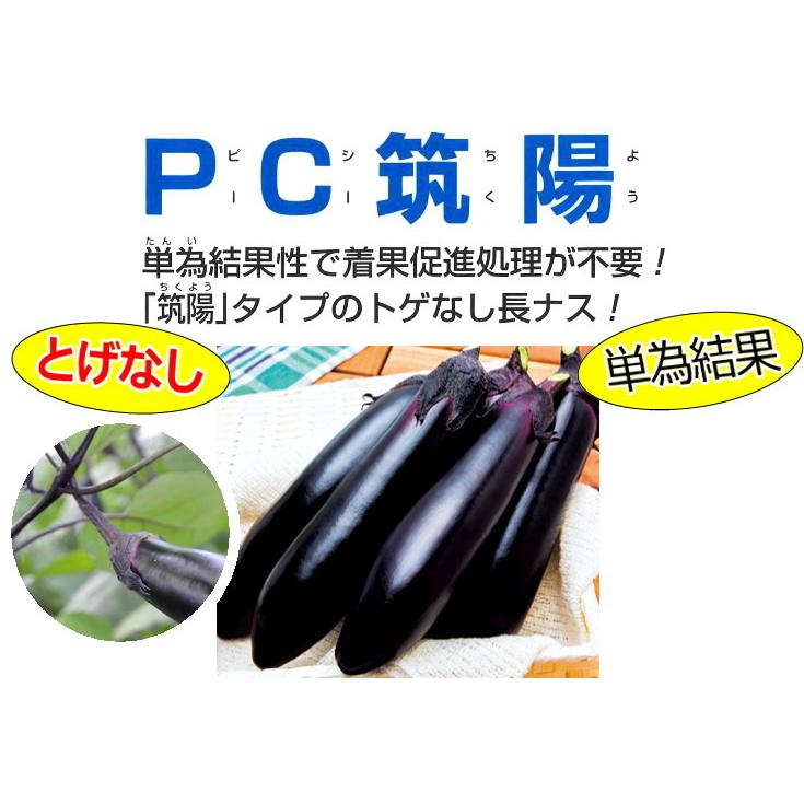 実生 なす PC筑陽 10.5cmポット苗 茄子｜naeyanohaba｜04