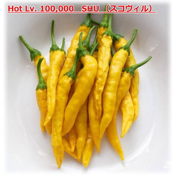 73 以上節約 辛とうがらし 黄金唐辛子 9cmポット苗 トウガラシ Whitesforracialequity Org