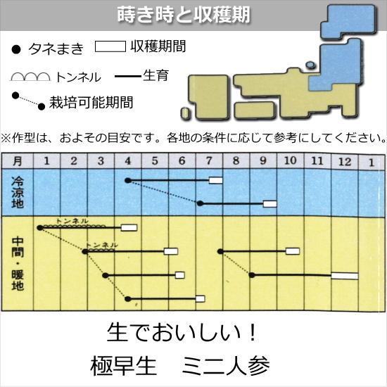 ミニ人参 種子 ピッコロ 7ml 人参|naeyanohaba|02