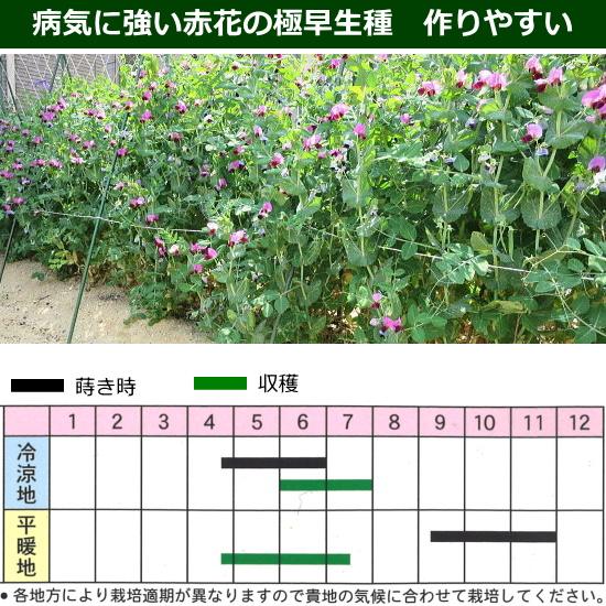 えんどう 種子 つるあり 赤花絹さや エンドウ 30ml : なえ屋の羽場