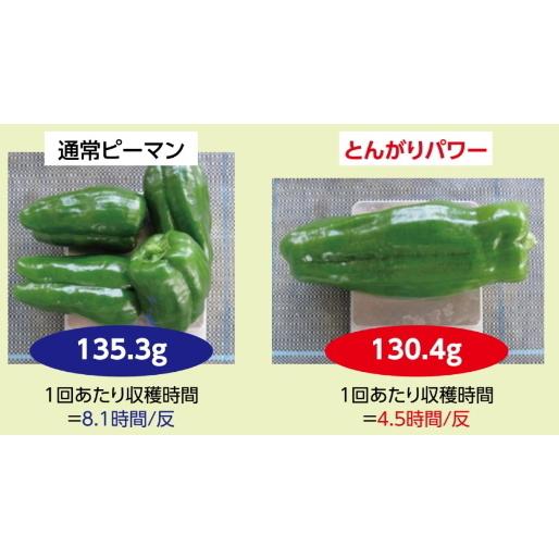 超人気 ピーマン 種子 とんがりパワー 粒