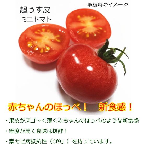 ミニトマト 種子 CFプチぷよ2 7粒 プチプヨ とまと : なえ屋の羽場 - 通販 - Yahoo!ショッピング