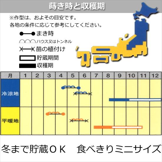 カボチャ 南瓜 種子 こなゆきひめ 6粒 かぼちゃ｜naeyanohaba｜02