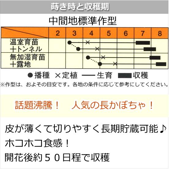 カボチャ 南瓜 種子 ごっちゃん長 かぼちゃ 10粒｜naeyanohaba｜02