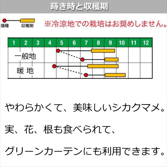 四角豆 しかくまめ  種子 わこさま 20粒｜naeyanohaba｜02