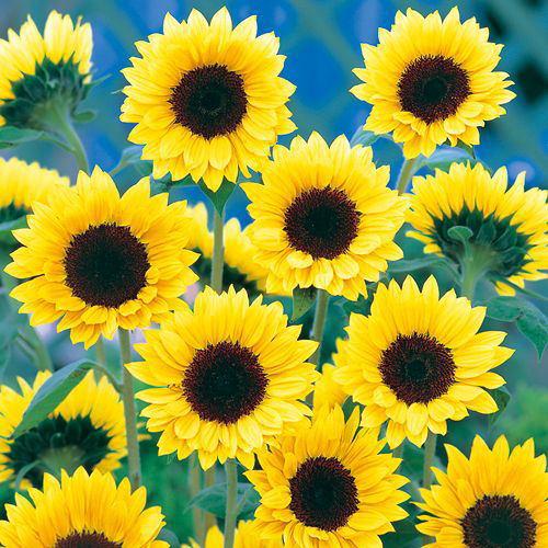 ひまわりさん専用 ひまわり 種子 タキイ交配 ひまわり・F1サマーサンリッチ パイン45