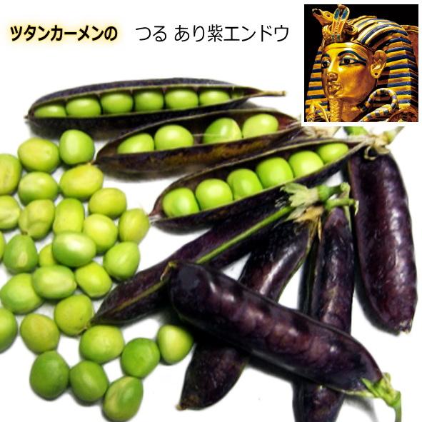 グリーンピース 種子 ツタンカーメンのエンドウ豆 1dl 大感謝セール