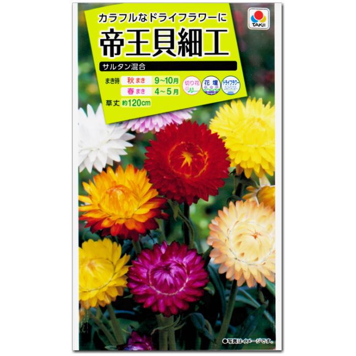 幸せなふたりに贈る結婚祝い 帝王貝細工 種子 サルタン混合 育苗可能本数 およそ150本 0 6ml ヘリクリサム ムギワラギク ストローフラワー Wantannas Go Id