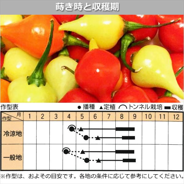 とうがらし 種子 ビキーニョ 20粒 トウガラシ : なえ屋の羽場 - 通販
