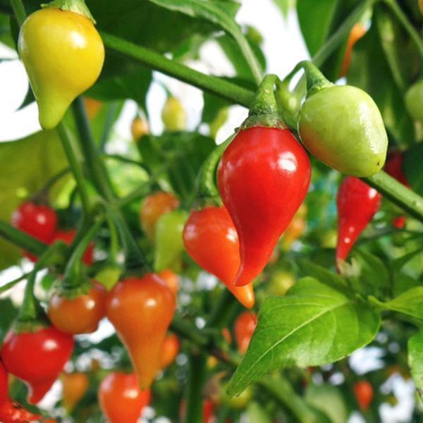 とうがらし 種子 ビキーニョ 20粒 トウガラシ : なえ屋の羽場 - 通販