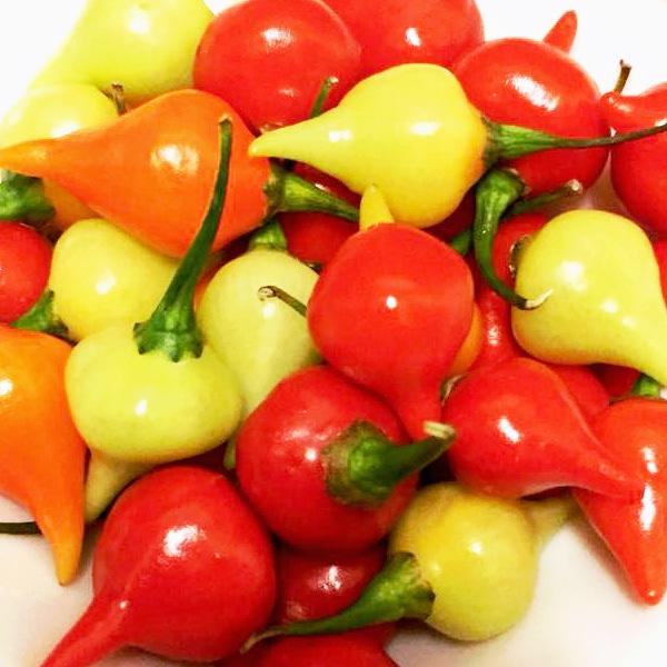 とうがらし 種子 ビキーニョ 20粒 トウガラシ : なえ屋の羽場 - 通販