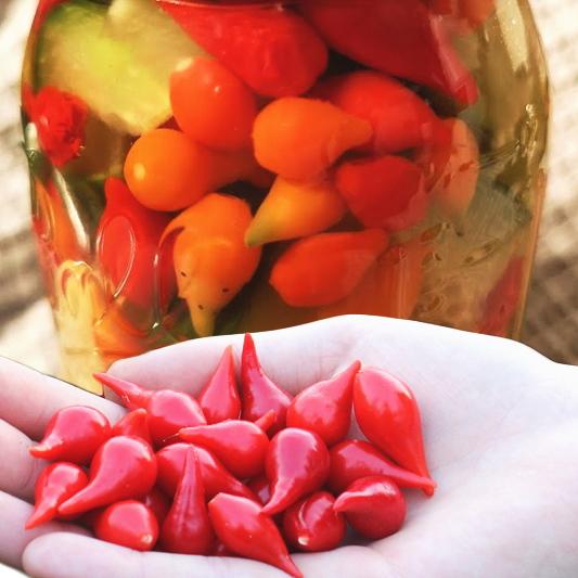 トウガラシ ビキーニョ レッド種子 3g入り（約1000粒） トウガラシ ビキーニョ レッド種子 3g入り（約1000粒）