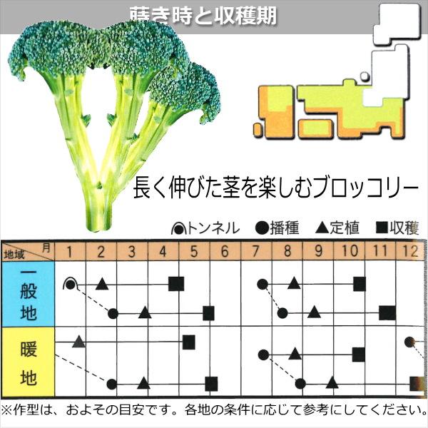 茎ブロッコリー 種子 ブロフローレ 50粒 ブロッコロ Broccole｜naeyanohaba｜02